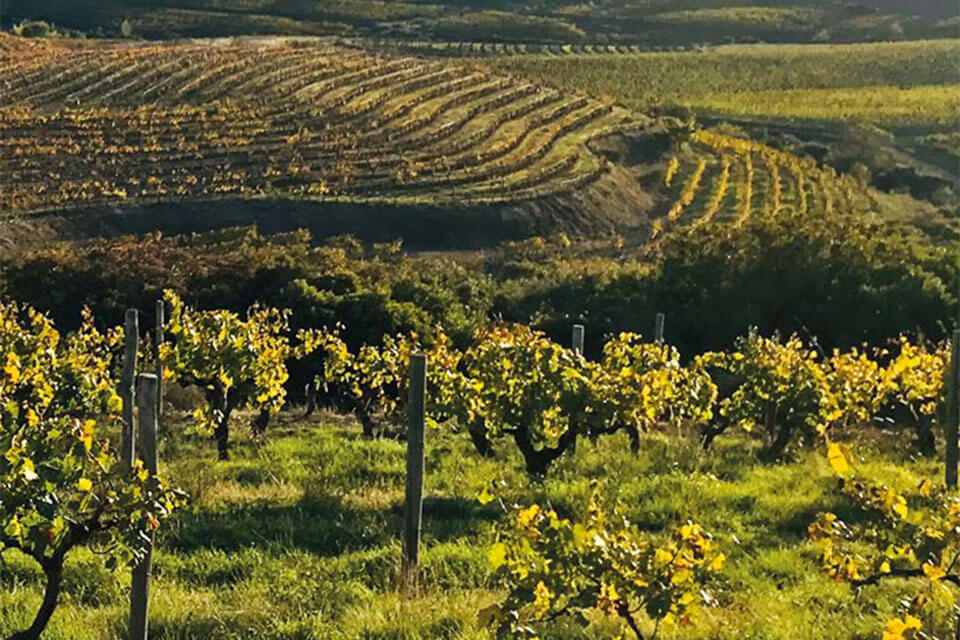 Les terroirs du domaine viticole Saint martin des Champs