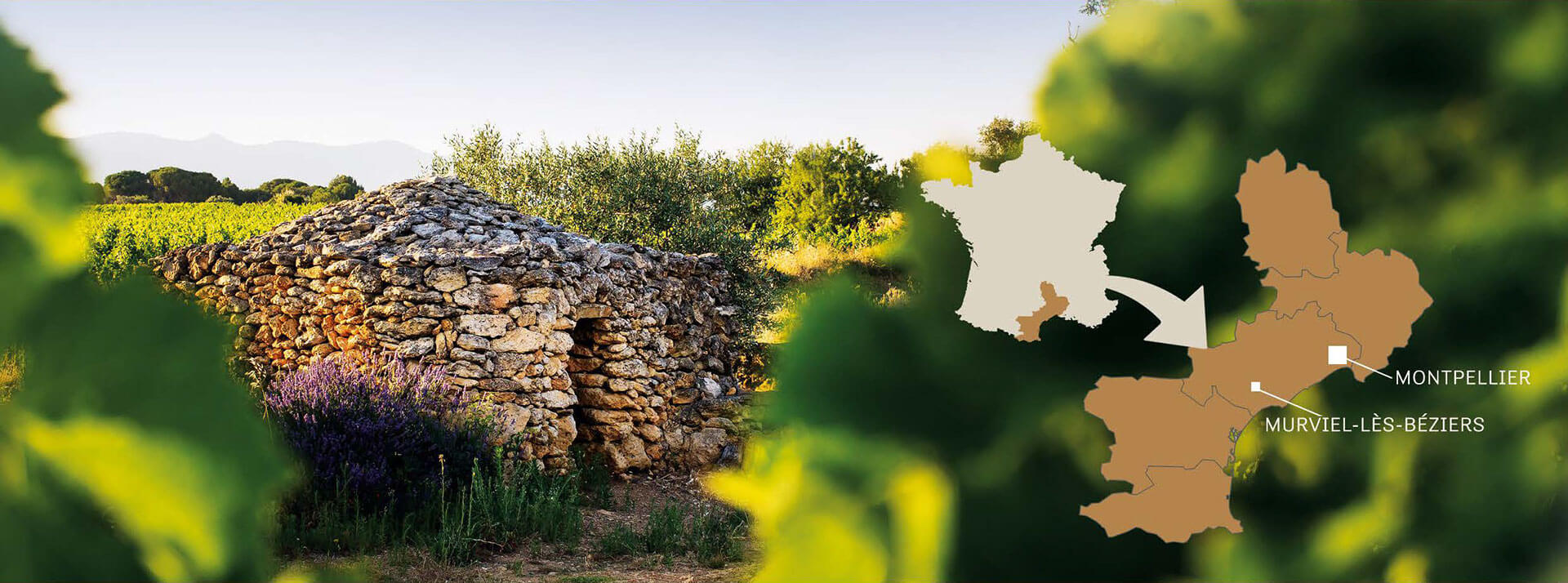 Domaine viticole dans le Languedoc