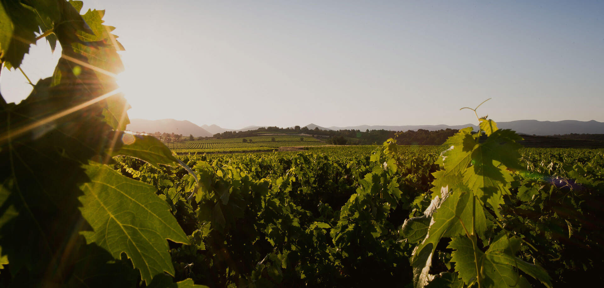 Vignoble en AOP Saint Chinian